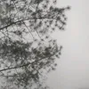 _sipaa35
