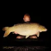 papascarping