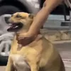 tocinospros17