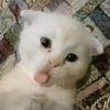 jstlsa2_