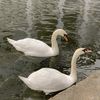 mochesee90