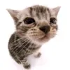 meeeeeeoooowwwwww