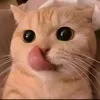 hhshsbshrdhjd