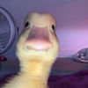 insta vids