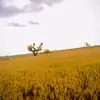 qarishafiullah5