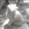 kitiwwxx0