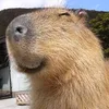 capybara7582