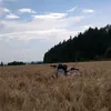 izevod21