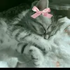 dasha06055_