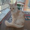 TATAR BOZOK