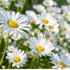 daisy_daisy327