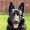 cruzthegsd