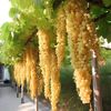 habibjan0191
