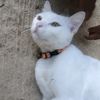 fatpig_167