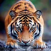 tigerrobrob