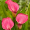 lilystar88.backup