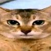 cguydgg4