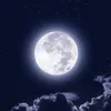 wissamalnasser3