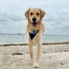 denverlikethedog