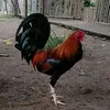 rmrbackyard
