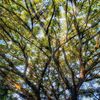 rafail_021