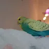 haavemoibata