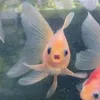 ca_noc_biet_cuoi