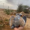azd_6