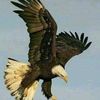user269650461913