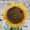 sun.flow312