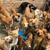 kisitu rescue dog shelter
