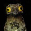 ledemigirlpotoo