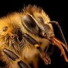 beeworker_60