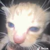 nxtmkc0