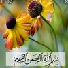 mr...zaib..2