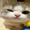 mefedrowhydoyoutry