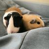 guinea.pig.bysia.tysia