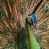 silentpeacock