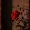 yuliy201101