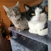 nicomiloandwillowsworld