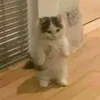 kitty2aks