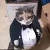 gato_elegante003