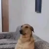 qi7lq