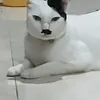 vexhm1