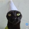 dawizardcat420