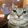 pupsik99_228