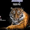 tiger37866