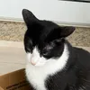 PeludosDoBarulho
