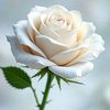 roses.land_