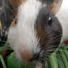pawbuoniarsayhi